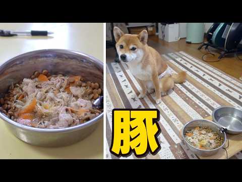 こどもの日と気付いて豚肉でお祝い気分　柴犬小夏　ASMR サムネイル