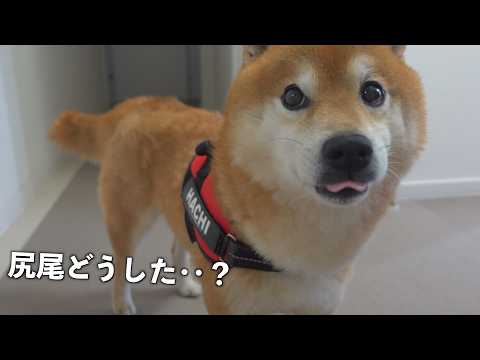 柴犬の尻尾が下がっていた理由が、切なすぎました サムネイル