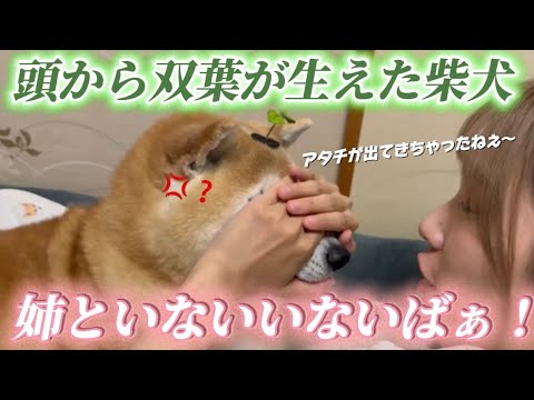 柴犬福 姉と双葉柴犬のいないないばぁ🤣Sister and Shiba Inu🤣