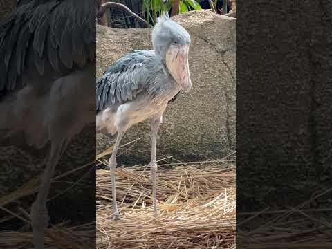 shorts ボンゴくん スッキリしたら歩き出した🫢　ハシビロコウ　那須どうぶつ王国にて　2026年3月29日 サムネイル