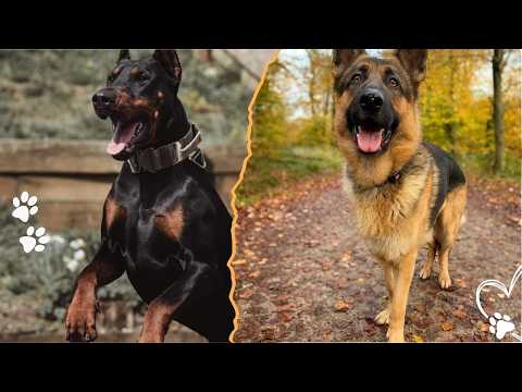 How Smart Is a Doberman Compared to a German Shepherd サムネイル