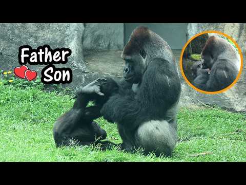 Naughty Ringo wanted to play with D'jeeco | 金剛猩猩Ringo頻鬧D'je… サムネイル