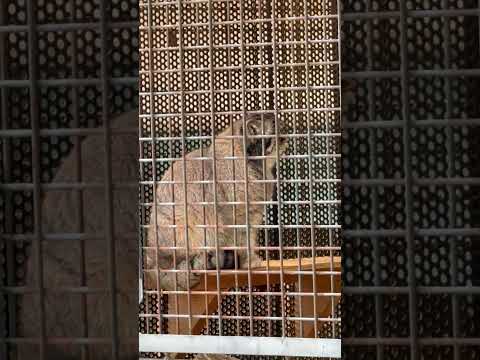 shorts マヌルネコのイーリスくん　王子動物園　2025年12月27日 サムネイル