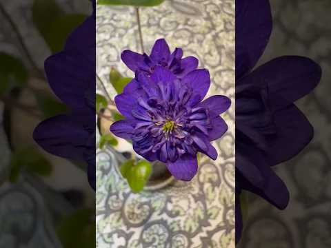 shorts 雪割草が綺麗です♪