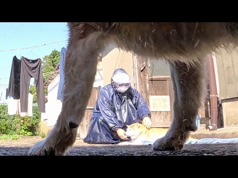 カメラが録らえた！モモさんが不審者に連れさらわれる瞬間！ サムネイル