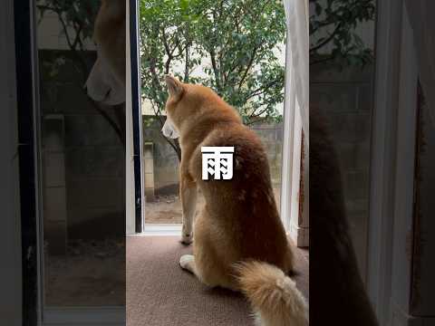 柴犬とん君は、ほんとーーーに、雨散歩が苦手です　柴犬　柴犬とん サムネイル