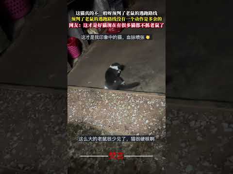 這貓真的不一般呀預判了老鼠的逃跑路線 預判了老鼠的逃跑路線沒有一個動作是多餘的 貓 cat shorts