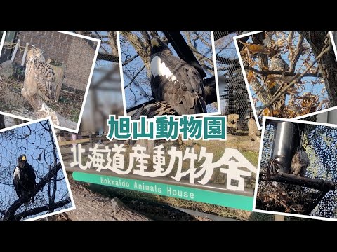 【旭山動物園】北海道産動物舎✨[Asahiyama Zoo] Hokkaido Animal House サムネイル