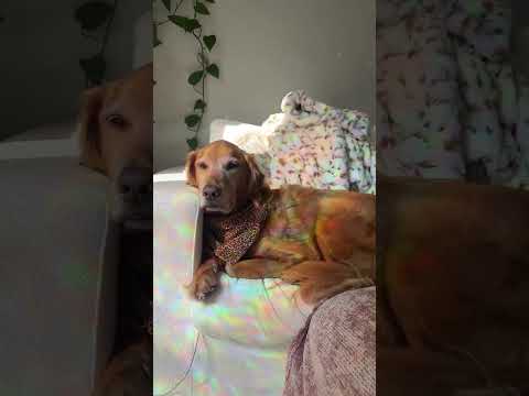 4K Transparent Try-On Haul In this stylish 2025 lookbook we… サムネイル