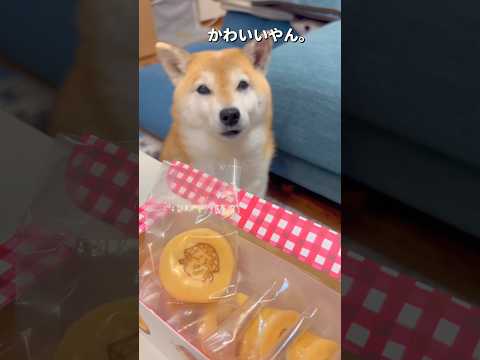 お取り寄せ🐶❤️柴犬 チワワ shorts サムネイル