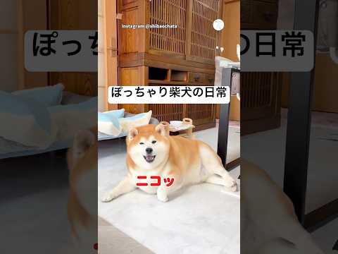 家でダラダラするぽっちゃり柴犬の日常😂　　　柴犬　犬　かわいい犬 面白い犬 犬のいる暮らし