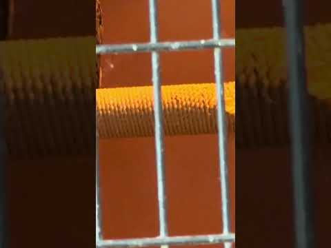 shorts イラニアンワシミミズク　那須どうぶつ王国　IMG 8088 サムネイル