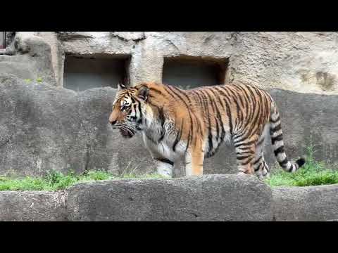 サーシャちゃん また来るネェ〜👋　アムールトラ　浜松市動物園にて　2026年4月5日 サムネイル