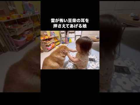 雷が怖くてブルブル震える豆柴の耳をそっと押さえてあげる娘の優しさにほっこり 豆柴 柴犬 赤ちゃんと犬 子犬 サムネイル
