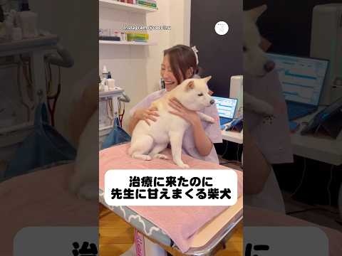 先生に甘えまくる柴犬、大好きが伝わってくる。　　柴犬　犬　白柴　いぬ　犬のいる暮らし サムネイル