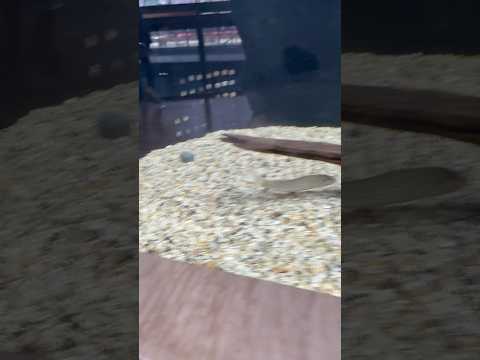 shorts バンデッドローチ　どぜうを好きにきみもなろう！山梨県立富士湧水の里水族館にて　2026年2月21日