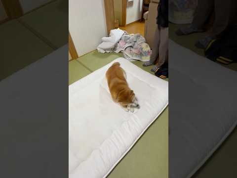 柴犬福 おばあさんに呆れられちゃう柴犬🤣Why here🤣姉と柴 shorts 柴犬 shibainu japanes… サムネイル
