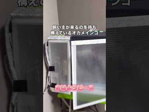 飼い主が来るのを朝からご機嫌で待ち構えているオカメインコ インコ オカメインコ 鳥 shorts サムネイル