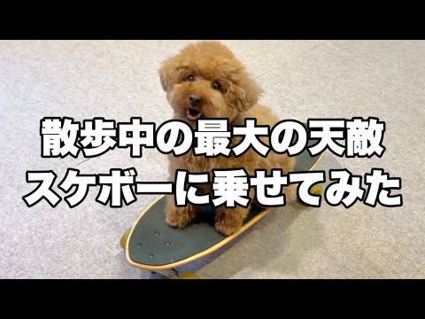 5年間威嚇し続けてきた"天敵スケボー"に実際に乗せたらまさかの反応…【トイプードル】
