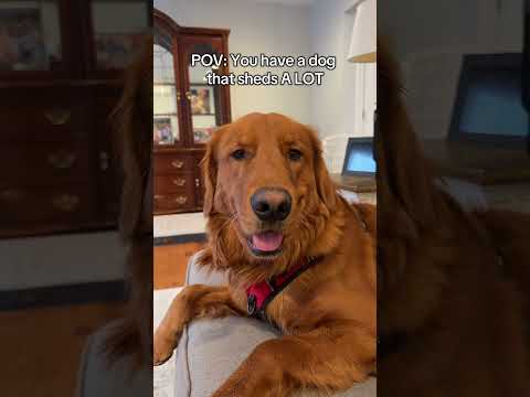 He acts so tough until the vacuum comes out 😂 サムネイル