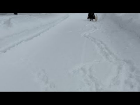 ミントの大冒険 がライブ配信中！ サムネイル