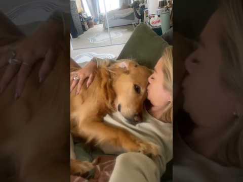 coming home to my golden retriever🥵 goldenretreiver dog ind… サムネイル