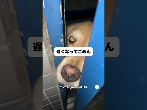 遅くなってごめん…帰宅に大喜びするゴールデンレトリバー　　ゴールデンレトリバー 大型犬　犬　かわいい犬 犬のいる暮らし サムネイル