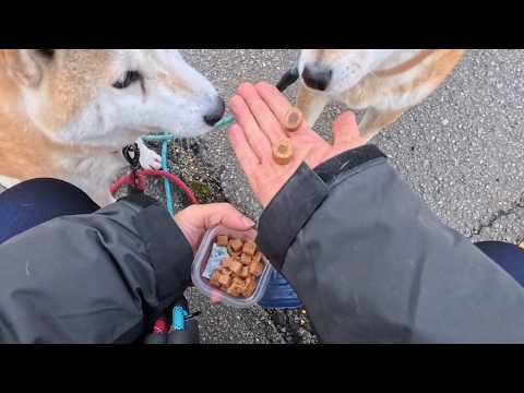 2026年3月6日(金) 実験：【仲良く親子で半分こ】できるかな？ サムネイル