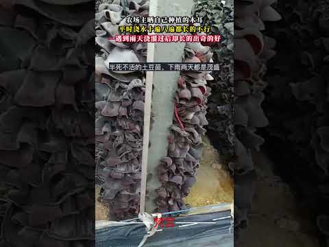 農場主曬自己種植的木耳 平時澆水十遍八遍都長的不行 一遇到雨天澆灌過後卻長的出奇的好 植物 意外 神奇 有趣 amaz… サムネイル