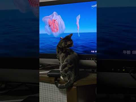 宇宙から帰還した宇宙船に夢中の中猫キビ。子ネコ cat goldenretriever 癒し サムネイル