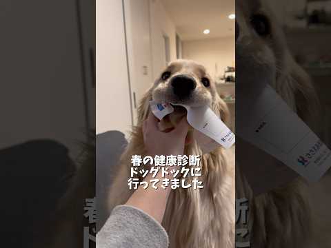 麹の健康診断！何事も早期発見が大事なので念入りに☝️ゴールデンレトリバー 犬系彼氏 サムネイル