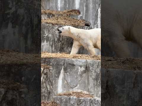 shorts さて、だいたい食べたと思うからボク帰るネェ〜っとフブキくん　   ホッキョクグマ　東山動植物園にて　20… サムネイル