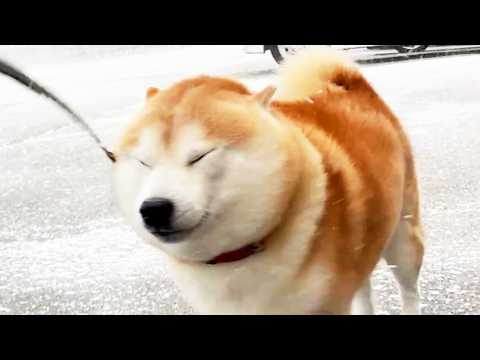 大雪警報の中、威勢よくさんぽに出かけるも、いきなり猛吹雪に遭ってご覧のあり様である柴犬 サムネイル