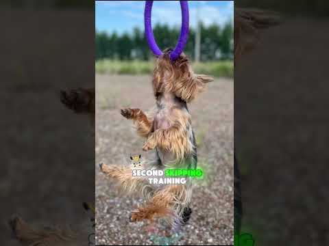 Top 3 Worst Things You Can Do to a Yorkie Terrier shorts do… サムネイル