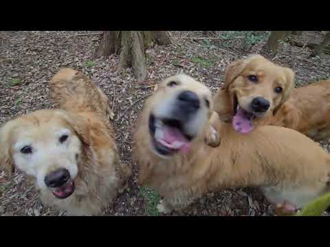 ゴールデンレトリバーフクマル兄さんと揃って3頭で山歩き。 サムネイル