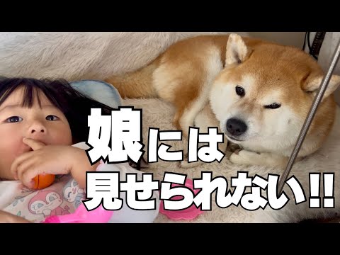 娘には真似させる訳にはいかない！！愛犬好き「こじれた」夫婦＆柴犬 サムネイル