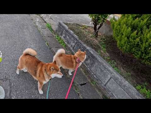 なんだあの丸いのは？！と興味津々で見送ってくれる猫様 サムネイル