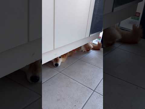 涼しい場所を知ってる柴犬 cutedog 柴犬 パグ shibainu dog doggie 可愛い shiba sp… サムネイル