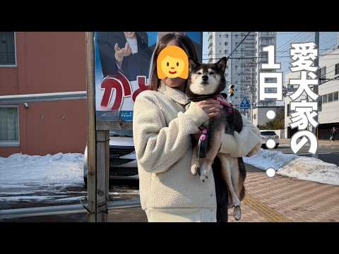 柴犬多頭飼いの札幌在住の女性・・・ サムネイル