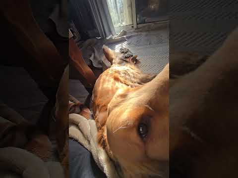 今日のキビッチャン 子猫とゴールデンレトリバー #ビスとイロハ #cat #goldenretriever #ゴールデ… サムネイル