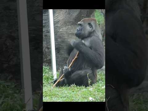 Gorilla Tayari拍胸想引保育員注意投食給她 gorillatag taipeizoo 金剛猩猩 台北市立動… サムネイル