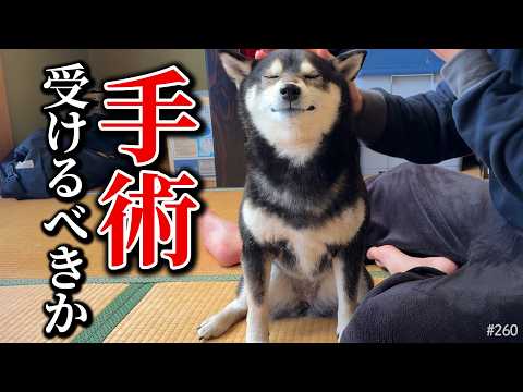 柴犬の手術を受けるか悩む飼い主
