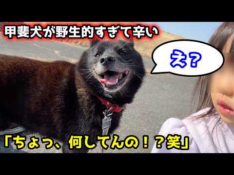 甲斐犬と土手行ったら、まさかの生物が・・・そして相談があります サムネイル