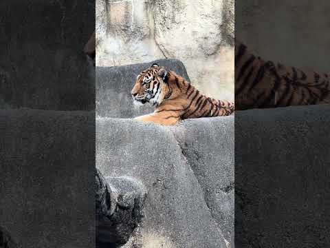 shorts サーシャの日　5歳の誕生日イベント　アムールトラ🐯　浜松市動物園　2026年2月14日　IMG 8498 サムネイル