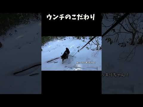 ウンチのこだわり サムネイル