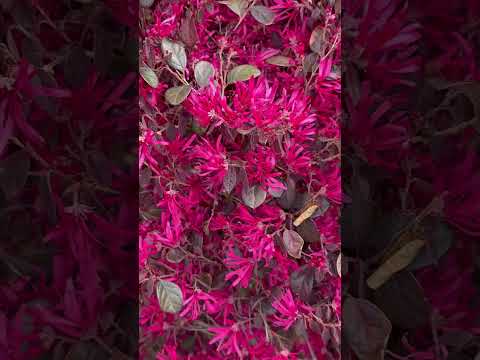 shorts トキワマンサクの花(赤)が満開です♪2026年4月9日