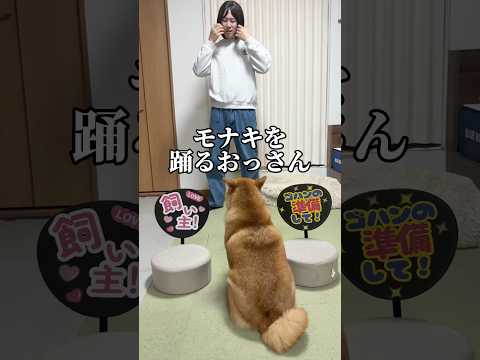 ごんちゃん興味もってw 柴犬 shorts サムネイル