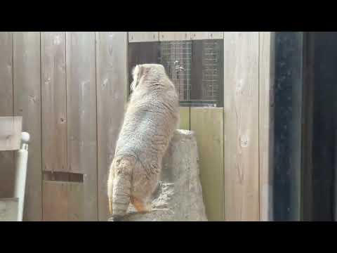 ロータスくん マヌルロックに飛び登り、飛様に下りる🤭　マヌルネコ　埼玉県こども動物自然公園にて　2026年3月6日 サムネイル
