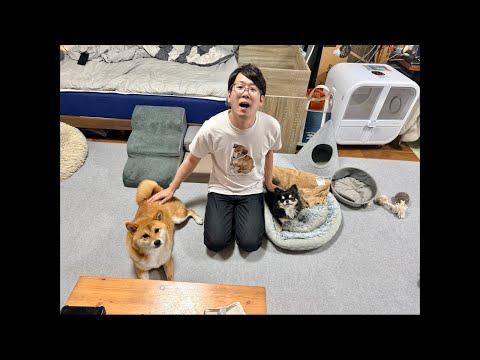 チワワの、のぶなが【柴犬と雑種犬ファミリーの爆笑日常】 がライブ配信中！ サムネイル