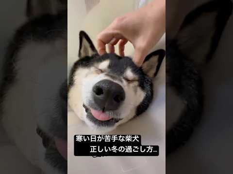寒い日が苦手な柴犬の正しい冬の過ごし方... サムネイル